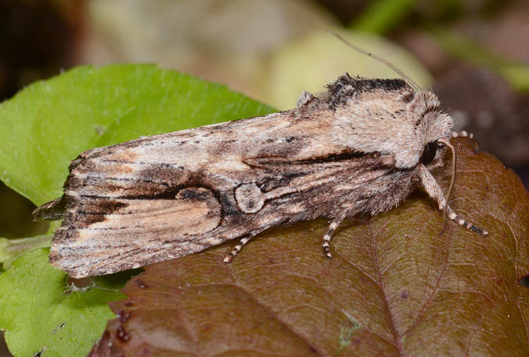 Noctuidae molto variabile